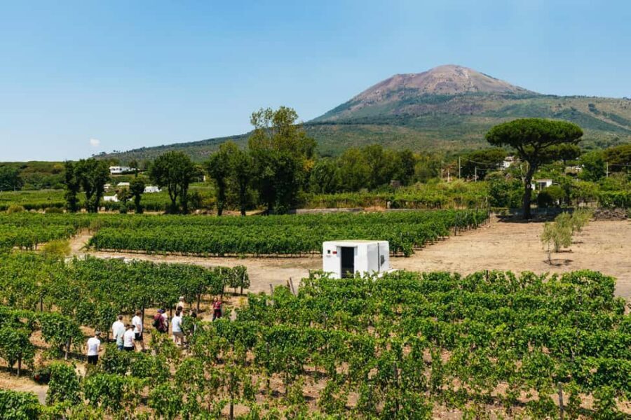 From Naples: Wine Tasting Tour on Vesuvius Slopes with Lunch - Naples Pickup to Vesuvius Winery: how the day starts