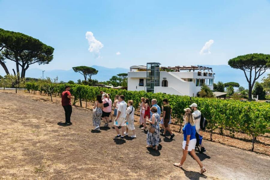From Naples: Wine Tasting Tour on Vesuvius Slopes with Lunch - Should you book? My take on value and fit