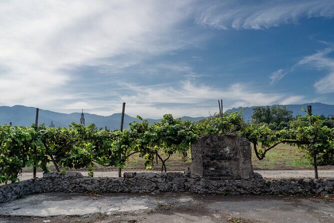Pompeii Vineyard Escape: Private Wine Tasting & Lunch - The 3-course lunch menu: real Pompeii and Naples flavors