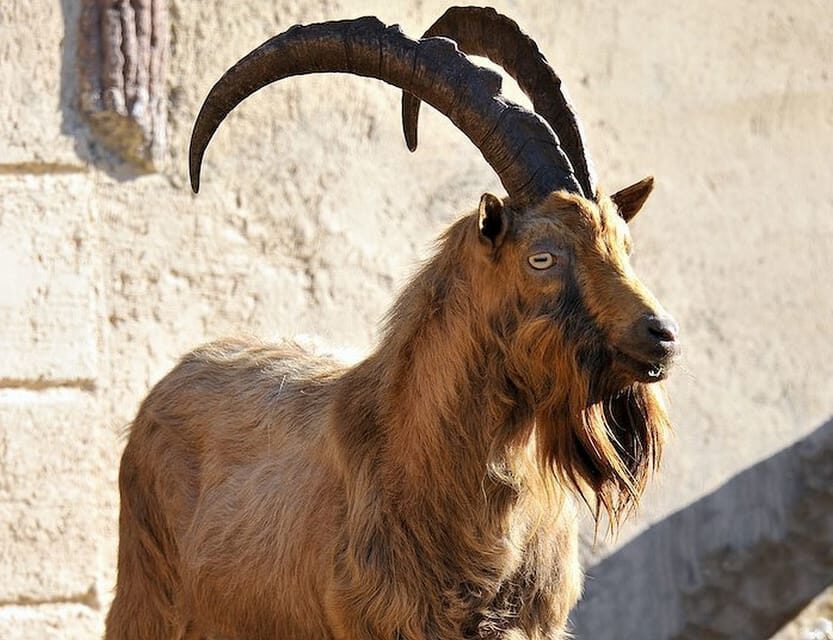 Rome: Bioparco di Roma Zoological Garden Entry Ticket - Conservation and animal care: what you can actually notice